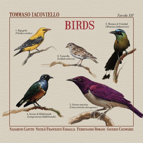 Tommaso iacoviello birds - tommaso, iacoviello: