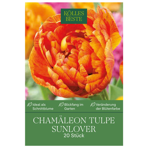 Chamäleon tulpen sun lover - chamäleon,