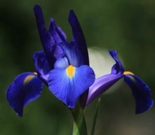 Blaue Iris Blumenzwiebeln winterharte Blumen für den Garten mehrjährige Pflanzen