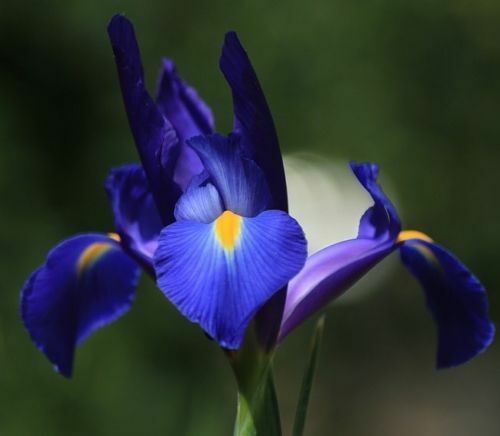 Blaue iris blumenzwiebeln - blaue,