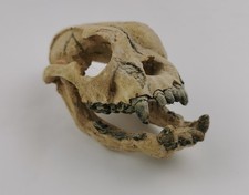 Schädel Knochen Nachbildung Nano Aquarium Dekofigur für Aquarium