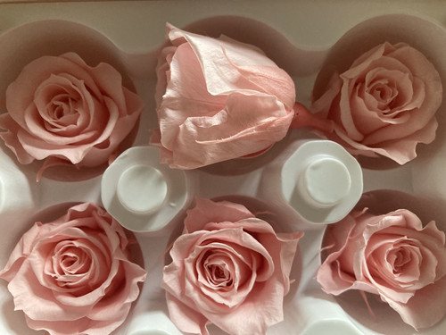 Infinity rosen echte - rosen, |