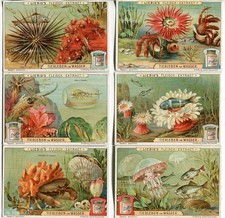 Liebig-Sammelbilder Serie Nr