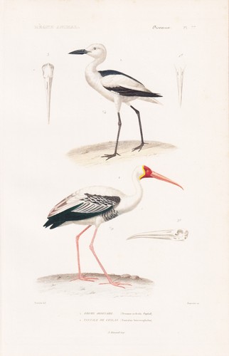 Dromas ardeola tantalus - ardeola,