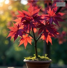 2 winterharter Ahorn