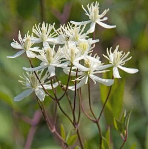 Staudenclematis purpurea - staudenclematis,