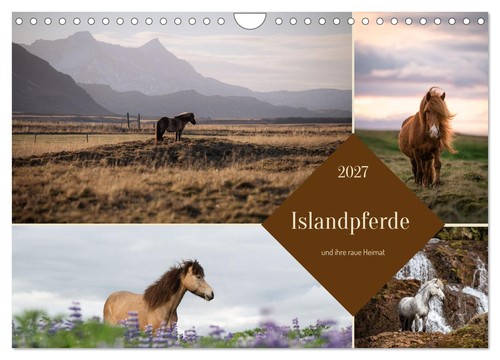 Islandpferde und ihre raue