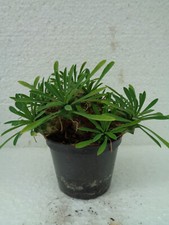 Euphorbia japonica we Kaktus