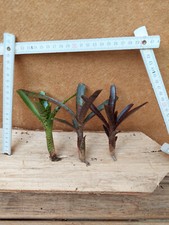 Bromelien Sortiment, 3 Stück