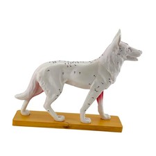 Hunde-Anatomie-Modell