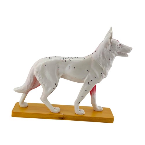 Hunde-Anatomie-Modell