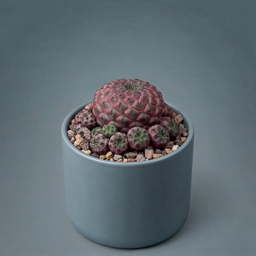 Sulcorebutia rauschii