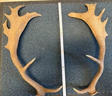 1 Paar Damwild Geweih