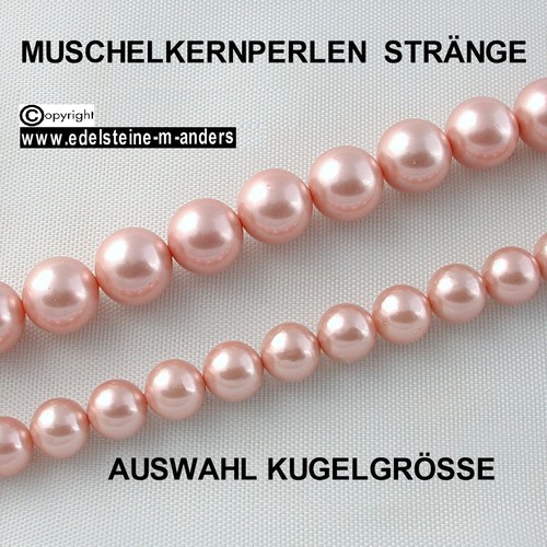 Shell muschel kern - muschel,