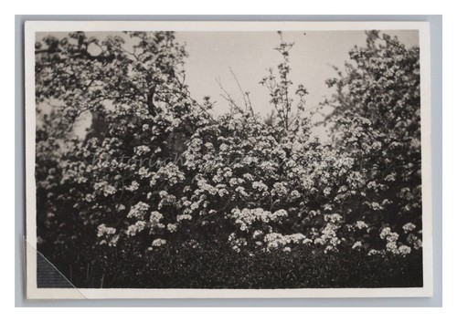 Frühling blüten baum 1935 - am,