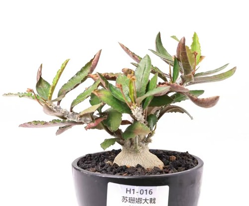 Rare cacti plant euphorbia - plant,