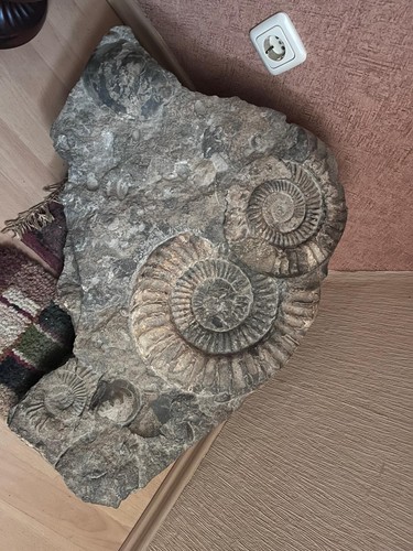 Fossilien ammoniten 2 - fossilien, ammoniten,
