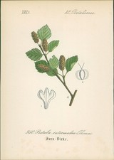 Chromolithographie 