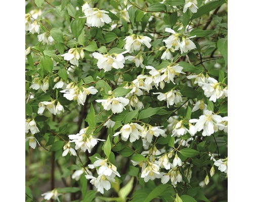 Gartenjasmin duftjasmin - gartenjasmin,,