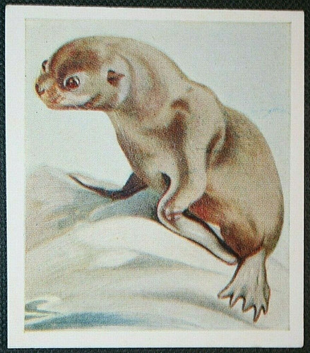 Pelzsiegel vintage 30er - pelzsiegel,