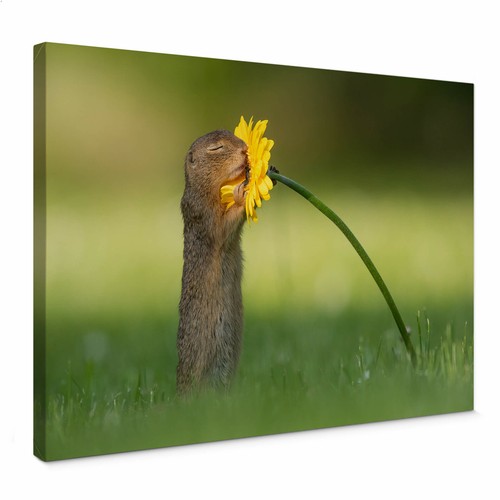 Leinwandbild van duijn - leinwandbild,