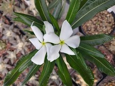Pachypodium ambongense