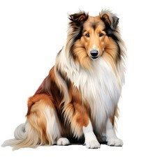 3x Sticker Long Hair Collie