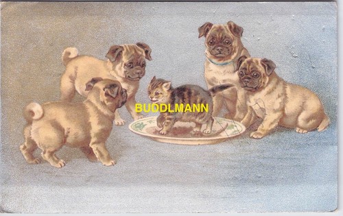 Mops welpen katzen - kitsch, ak