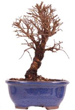Bonsai - Ulmus parvifolia