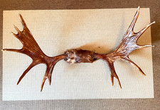 XL Elchgeweih Elch Geweih Hörner Horn Schweden Skandinavien Moose Antler 110cm