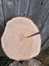 Baumscheibe Eiche- Roteiche
