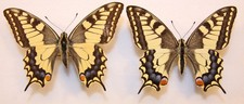 2 x Papilio machaon -