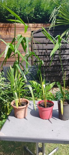 Mal winterharte palme - 3,
