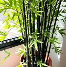 Black Bambus Pflanze für die Wohnung drinnen Zimmerpflanze gross & pflegeleicht!