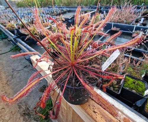 Drosera capensis