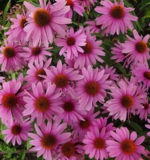 SAMEN duftende Blumen Sommer roter Sonnenhut Wintergarten Pflanzensamen