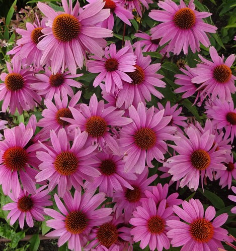Samen duftende blumen sommer - duftende,