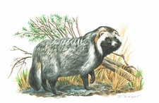 Marderhund Raubtiere Hundeartige - Kunstdruck-Bild - 25,5 x 17,5 cm