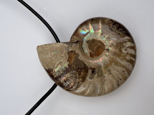 Ammonit anhänger fossil - ,