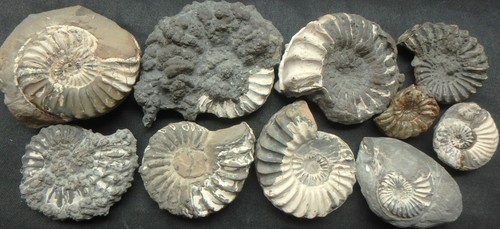 Ammonit fossilien konvolut - ammonit,