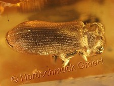 Natur Bernstein Inkluse