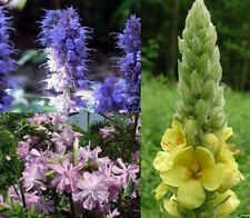 SAMEN Set Königskerze Schmetterlingslakritze Seifenblume verzaubern jedermann