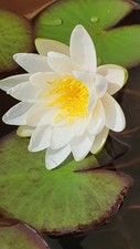 Weiße Seerose, Nymphaea alba, bewurzelter Rhizomaustrieb
