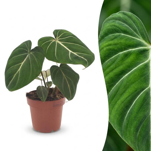Philodendron gloriosum - philodendron,