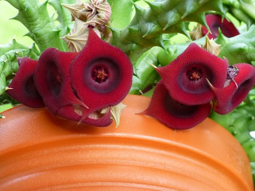 Stapelia huernia schneideriana - stapelia,
