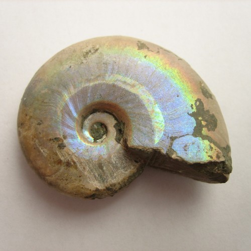 Desmoceras ammonit mit - desmoceras,