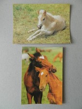 2 niedliche Pferde Postkarten PK Ansichtskarte Pferd Fohlen DDR -3