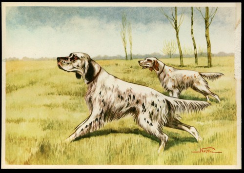 English setter brace working - brace,