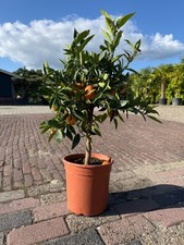 Tropictrees Zitruspflanze