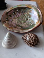 Muscheln für Sammler 3 St.